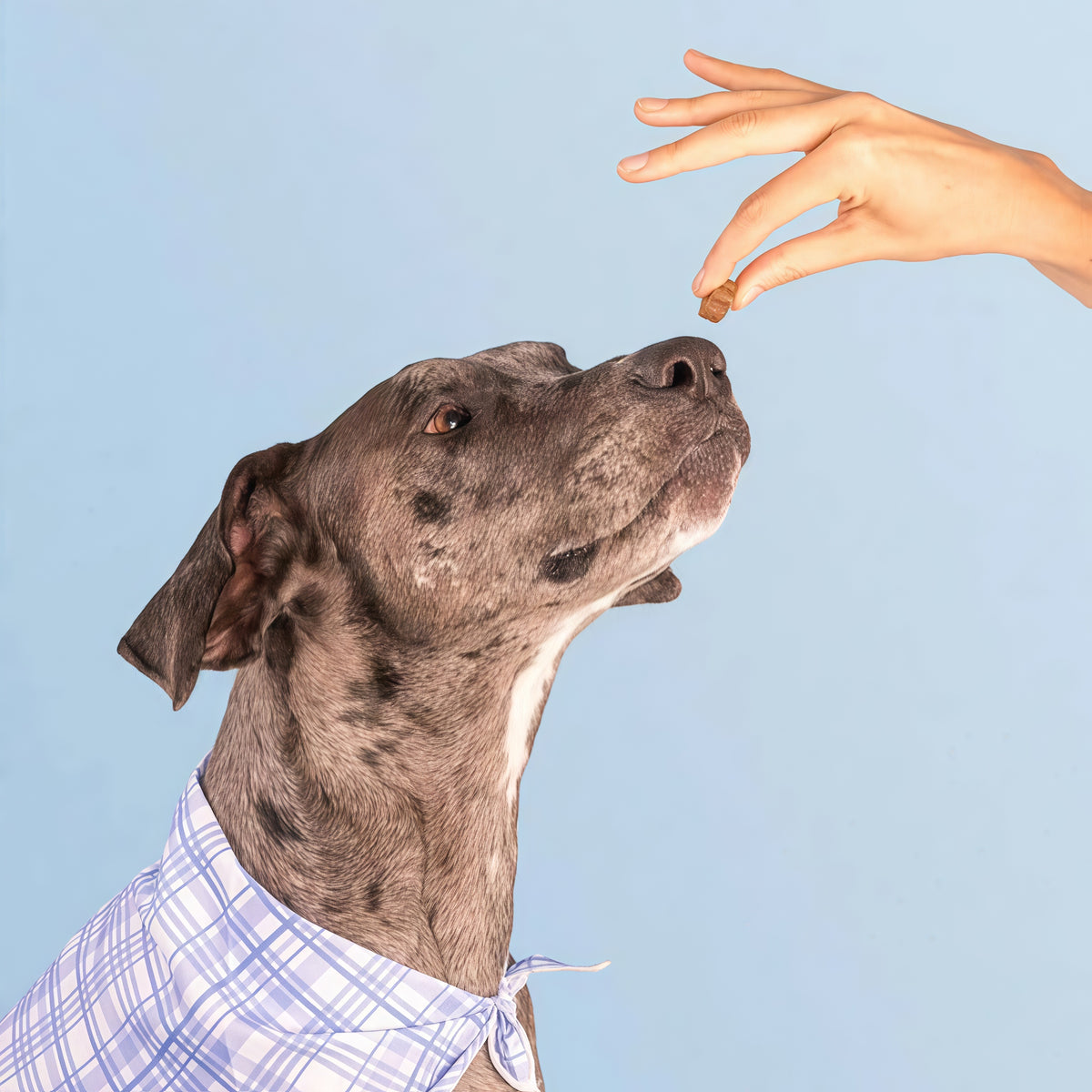 Dog is Human Daily Multivitamin for Dogs (Chicken Flavor) Human-grade, Vet-formulated, Made in Vermont